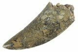 Serrated Raptor Tooth - Real Dinosaur Tooth #370396-1